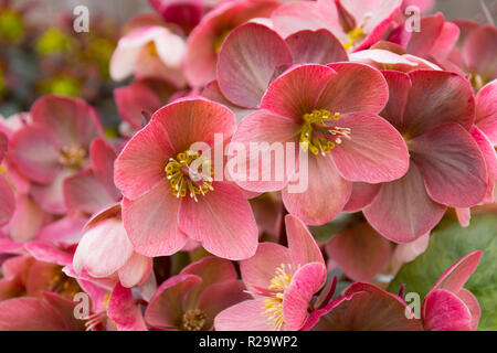 Hellebore poussant dans un jardin au printemps dans le pays de Galles, Royaume-Uni Banque D'Images