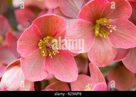 Hellebore poussant dans un jardin au printemps dans le pays de Galles, Royaume-Uni Banque D'Images