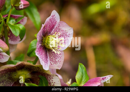 Hellebore poussant dans un jardin au printemps dans le pays de Galles, Royaume-Uni Banque D'Images