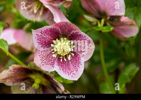 Hellebore poussant dans un jardin au printemps dans le pays de Galles, Royaume-Uni Banque D'Images