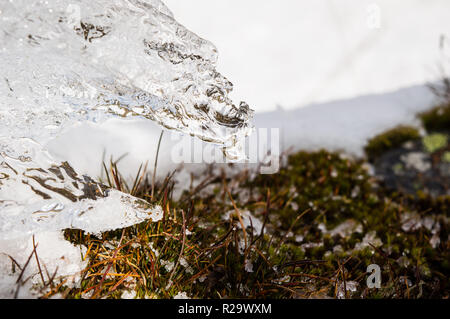 Petit morceau de glace située sur la neige fondante et sur de l'herbe sèche en arrière-plan. Banque D'Images