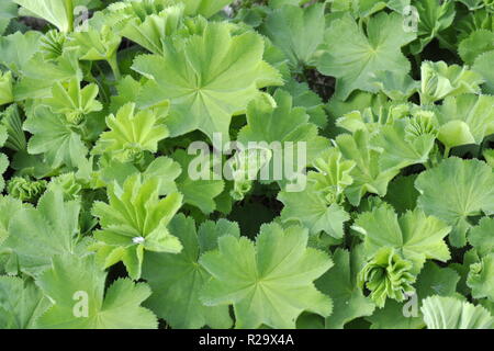 Le feuillage des plantes alchémille Alchemilla vulgaris Banque D'Images