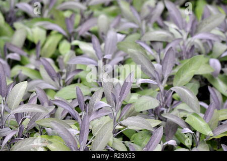 Salvia officinalis Sauge avec feuillage pourpre Banque D'Images