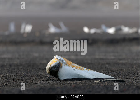 L'os de baleine dépassant du sable de plage avec de vieux ossements derrière la baie des baleiniers Deception Island péninsule antarctique antarctique Banque D'Images