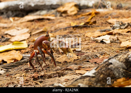 Seychelles Brown (Cardisoma carnifex Crabe terrestre), Gecarcinidae, crabe rouge-marron, griffe crabe Banque D'Images