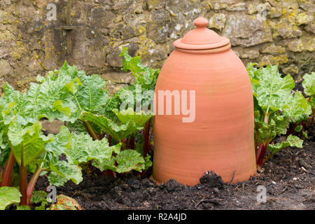 La rhubarbe en terre cuite dans un forceur potager muré au Pays de Galles, Royaume-Uni Banque D'Images