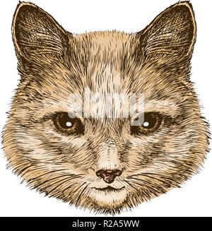 Portrait of a fluffy cat. Sketch vintage vector illustration Illustration de Vecteur