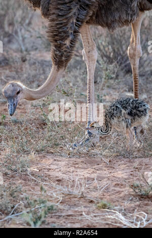 Femelle et chick autruche commune (Struthio camelus) au Kenya, Afrique de l'Est Banque D'Images