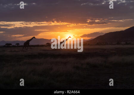 La silhouette des girafes avec coucher de soleil africain au Kenya Banque D'Images