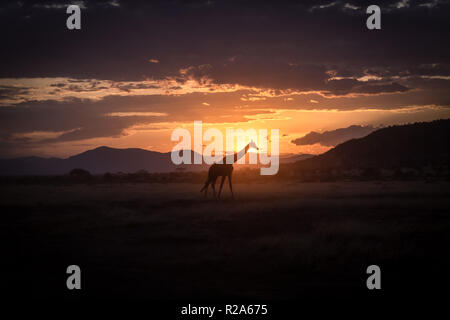 La silhouette des girafes avec coucher de soleil africain au Kenya Banque D'Images