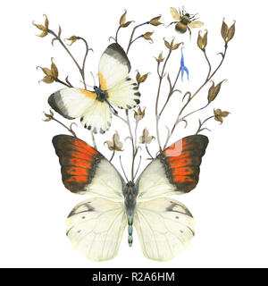 Composition Vintage par l'aquarelle. Les papillons et des plantes en boutonnière. Chemin isolé, inclus Banque D'Images