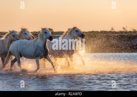 Chevaux de Camargue sauvage blanc tournant au coucher du soleil sur l'eau, Aigues Mortes, sud de la France Banque D'Images