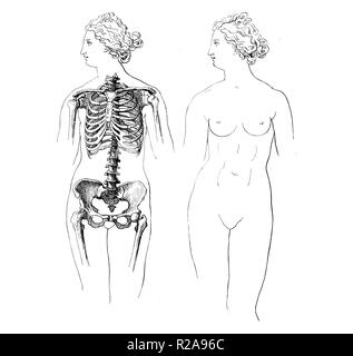 Vintage illustration de l'anatomie, la proportion de femme cage thoracique , selon Vénus de Médicis statue Banque D'Images