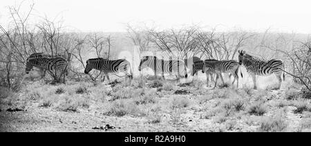 Un troupeau de Burchell zèbre Des Plaines (Equus quagga) tête à l'eau tôt le matin la poussière dans Etosha, Namibie. Banque D'Images