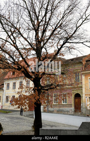 Un beau paysage d'hiver avec un arbre sur une petite place dans la vieille ville de Sibiu, Roumanie Banque D'Images