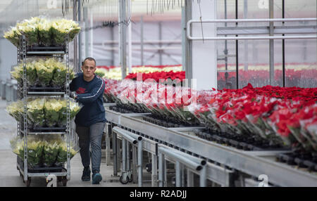 Rain am Lech, Allemagne. 15 Nov, 2018. Pavel Ponichtera transporte les poinsettias à une pépinière. Au cours des dernières semaines, plus de 400 000 plantes à feuilles colorées ont été cultivés ici et sont maintenant livrés aux centres de jardinage à travers toute l'Allemagne. En plus des feuilles rouges, les plantes à feuilles blanches sont de plus en plus vendus. (Dpa "Experts explorer le blanc de l'poinsettias en Bavière' à partir de 18.11.2018) Crédit : Stefan Udry/dpa/Alamy Live News Banque D'Images