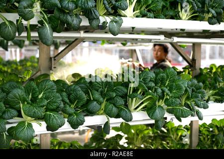 Shijiazhuang, Province de Hebei en Chine. 16 Nov, 2018. Un personnel de travail prend soin de légumes en serre à Shijiazhuang, capitale de la province de Hebei en Chine du nord, le 16 novembre 2018. Pretty House Crédit :/Xinhua/Alamy Live News Banque D'Images