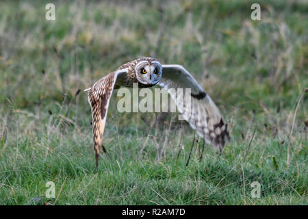 Cornwall, UK. 18 novembre 2018. Au moins 4 court-hibou des ornithologues amateurs ont donné un traiter cet après-midi qu'ils chassaient pour proies près du sol dans les champs à proximité de la fin des terres habituellement les oiseaux viennent de l'Europe de l'est à l'hiver dans le Royaume-Uni. En dépit des vents de l'froid les oiseaux étaient encore à la chasse de autour de 14h cet après-midi. Crédit : Simon Maycock/Alamy Live News Banque D'Images