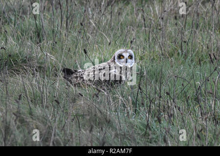 Cornwall, UK. 18 novembre 2018. Au moins 4 court-hibou des ornithologues amateurs ont donné un traiter cet après-midi qu'ils chassaient pour proies près du sol dans les champs à proximité de la fin des terres habituellement les oiseaux viennent de l'Europe de l'est à l'hiver dans le Royaume-Uni. En dépit des vents de l'froid les oiseaux étaient encore à la chasse de autour de 14h cet après-midi. Crédit : Simon Maycock/Alamy Live News Banque D'Images