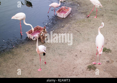 Flamants Roses sur un cap sandy près du lac Banque D'Images