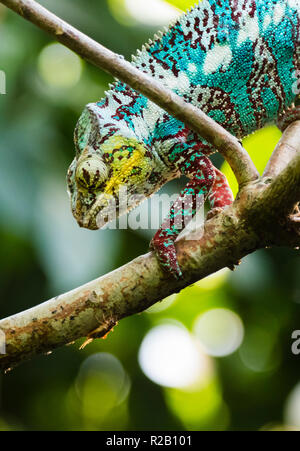 Caméléon Panthère adultes mâles (Furcifer pardalis) dans son habitat naturel, la forêt tropicale de Madagascar, qui se cache pour un insecte à attraper. Banque D'Images