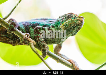 Caméléon Panthère adultes mâles (Furcifer pardalis) dans son habitat naturel, la forêt tropicale de Madagascar. Banque D'Images