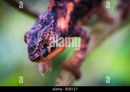 Femme caméléon panthère (Furcifer pardalis) dans son habitat naturel, la forêt tropicale de Madagascar. Banque D'Images