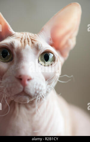 Don Sphynx sans poil cat Banque D'Images