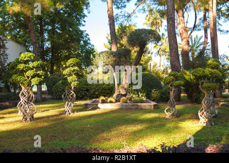 Ficus microcarp, cactus, pins, palmiers, buissons sur une pelouse verte dans le parc sur une journée ensoleillée. Paysage. Banque D'Images