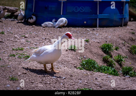 Divers Les oies et canards dans leur enceinte. Banque D'Images