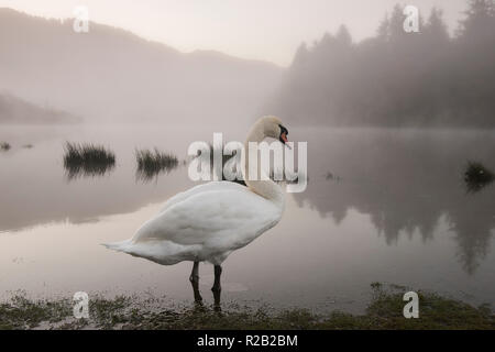 Lone swan sur un matin d'automne brumeux au Derwentwater dans le Lake District, Cumbria England UK Banque D'Images