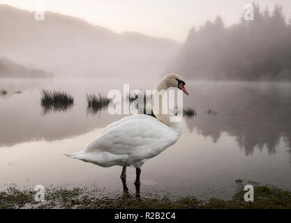 Lone swan sur un matin d'automne brumeux au Derwentwater dans le Lake District, Cumbria England UK Banque D'Images