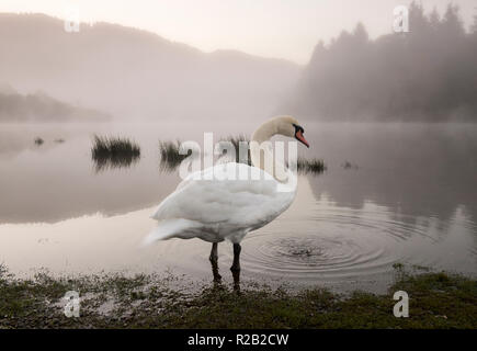 Lone swan sur un matin d'automne brumeux au Derwentwater dans le Lake District, Cumbria England UK Banque D'Images