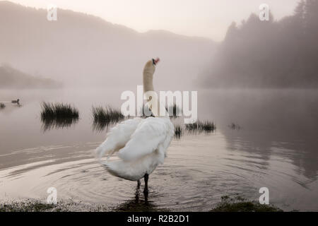 Lone swan sur un matin d'automne brumeux au Derwentwater dans le Lake District, Cumbria England UK Banque D'Images