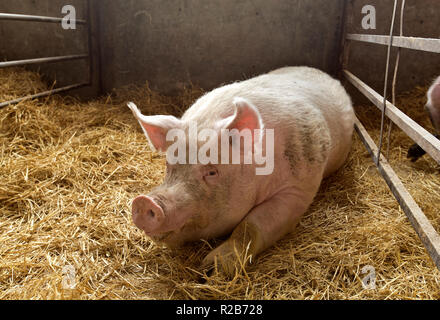 Sanglier se reposant dans le confort, lits de paille nous scrofa domesticus 'pen'. Banque D'Images