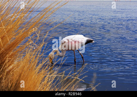 L'un d'alimentation flamingo à l'état sauvage à Laguna Hedionda (stinky lake) Bolivie Banque D'Images