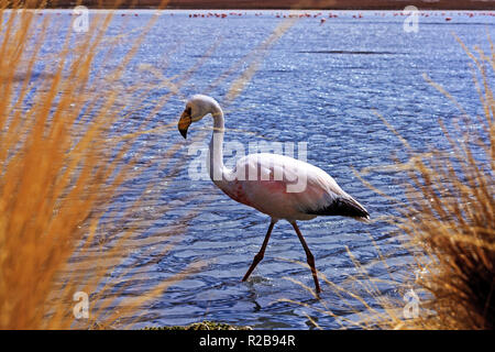 Un flamant rose à l'état sauvage à laguna Hedionda (stinky lake) Bolivie Banque D'Images