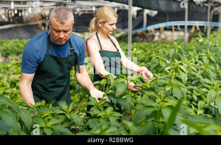 L'homme et la femme horticulturistes organiser vine épinards dans hothouse Banque D'Images