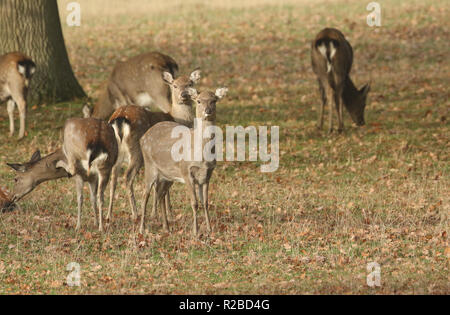 Un groupe de femmes cerf Sika mandchoue ou Dybowski's le cerf sika (Cervus nippon ou mantchuricus Cervus nippon dybowskii) paissant dans une prairie. Banque D'Images