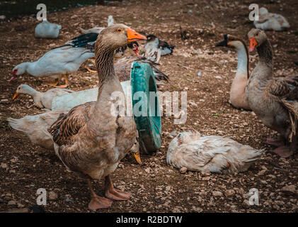 Divers Les oies et canards dans leur enceinte. Banque D'Images