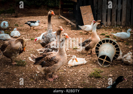 Divers Les oies et canards dans leur enceinte. Banque D'Images