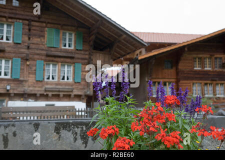 Chalets traditionnels en bois sur Alte Staatsstrasse, Wilderswil : Oberland Bernois, Suisse Banque D'Images