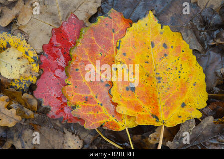 Feuilles multicolores tombée au sol macro Banque D'Images
