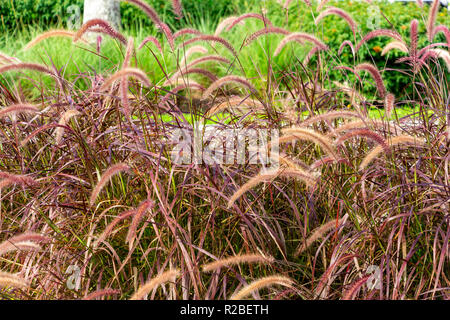 Purple Fountain Grass (Pennisetum setaceum rubrum) - Pembroke Pines, Florida, USA Banque D'Images