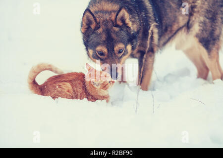 Chat rouge et gros chien jouer ensemble dans la neige Banque D'Images