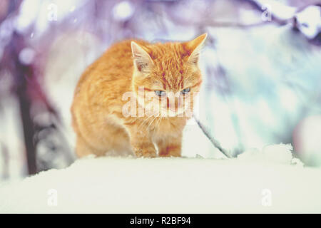 Cute kitten rouge marche dans la neige en hiver Banque D'Images