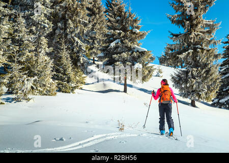 Ski femme douce sur poudreuse, ski de randonnée dans les montagnes, près de Brasov, en Transylvanie, des Carpates, Roumanie, Europe Banque D'Images