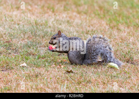 Une phase sombre l'écureuil gris de l'alimentation sur le terrain dans le parc Stanley, Vancouver City, Colombie-Britannique, Canada Banque D'Images