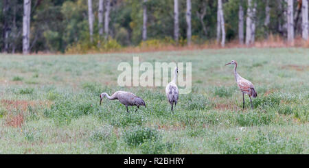 Trois grues du Canada dans un champ ouvert par la forêt, Williams Lake, monts Cariboo Park, British Columbia, Canada Banque D'Images