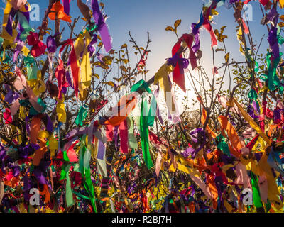 Des rubans de couleur vive à l'extérieur de l'arbre des branches Banque D'Images